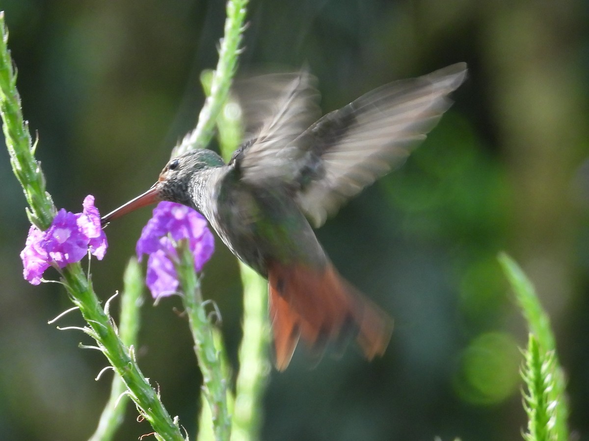 Rufous-tailed Hummingbird - ML625928653