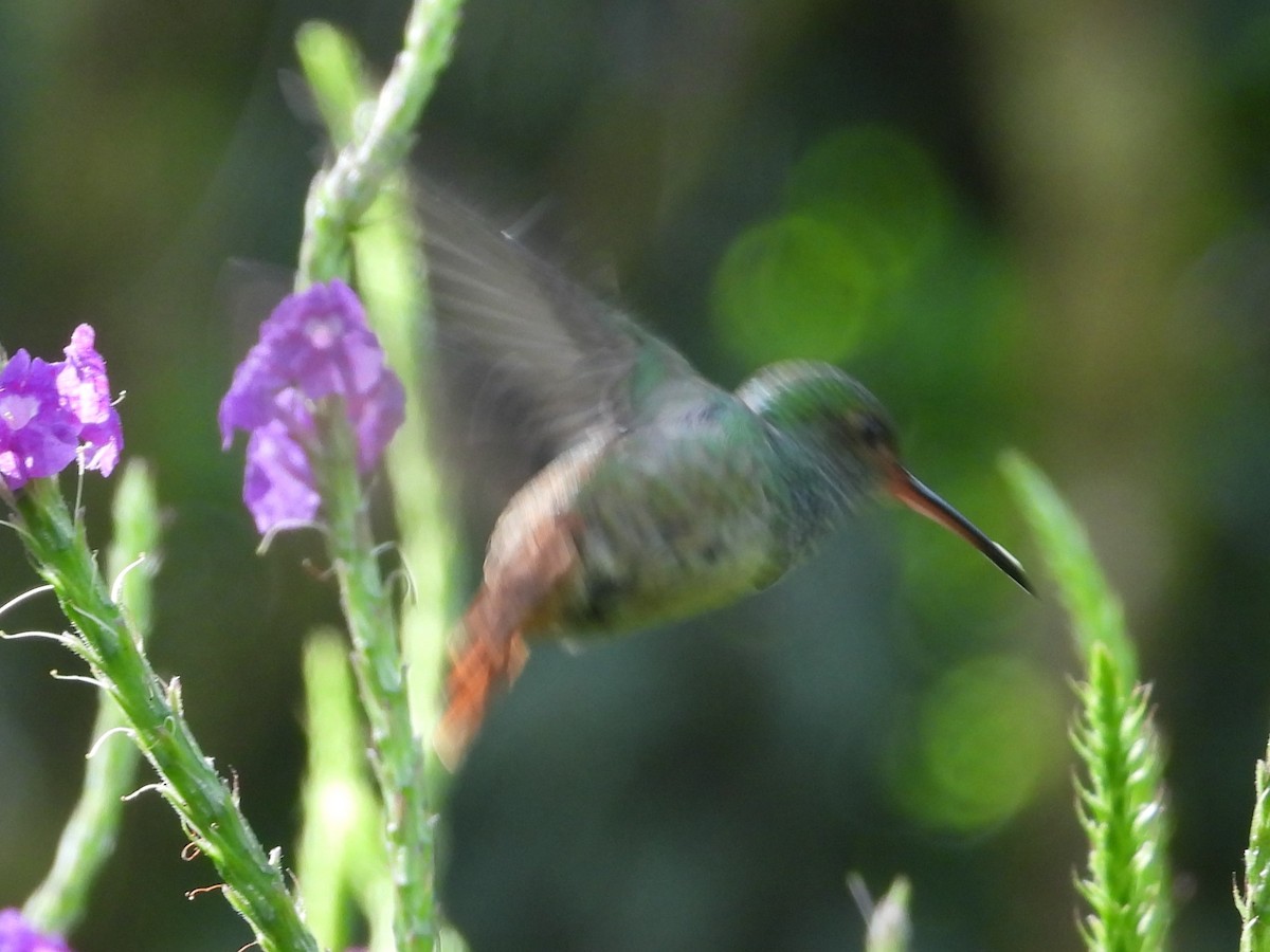 Rufous-tailed Hummingbird - ML625928654