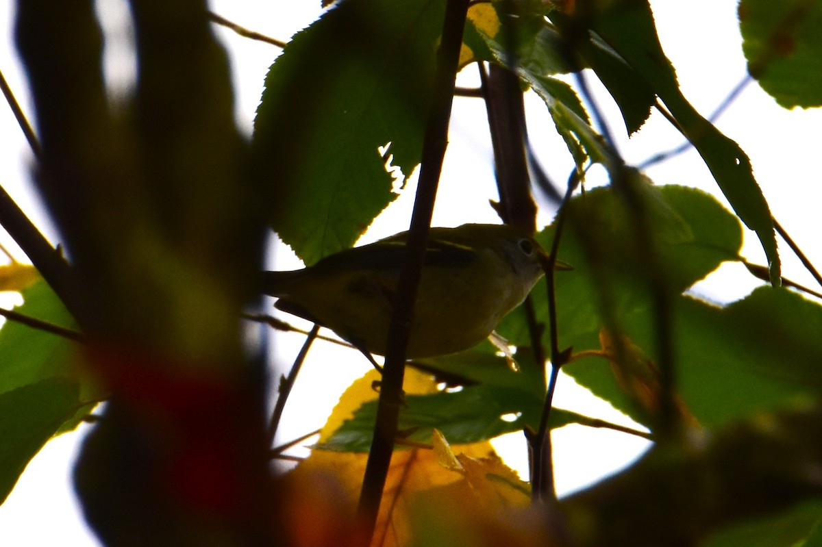 Chestnut-sided Warbler - ML625928664