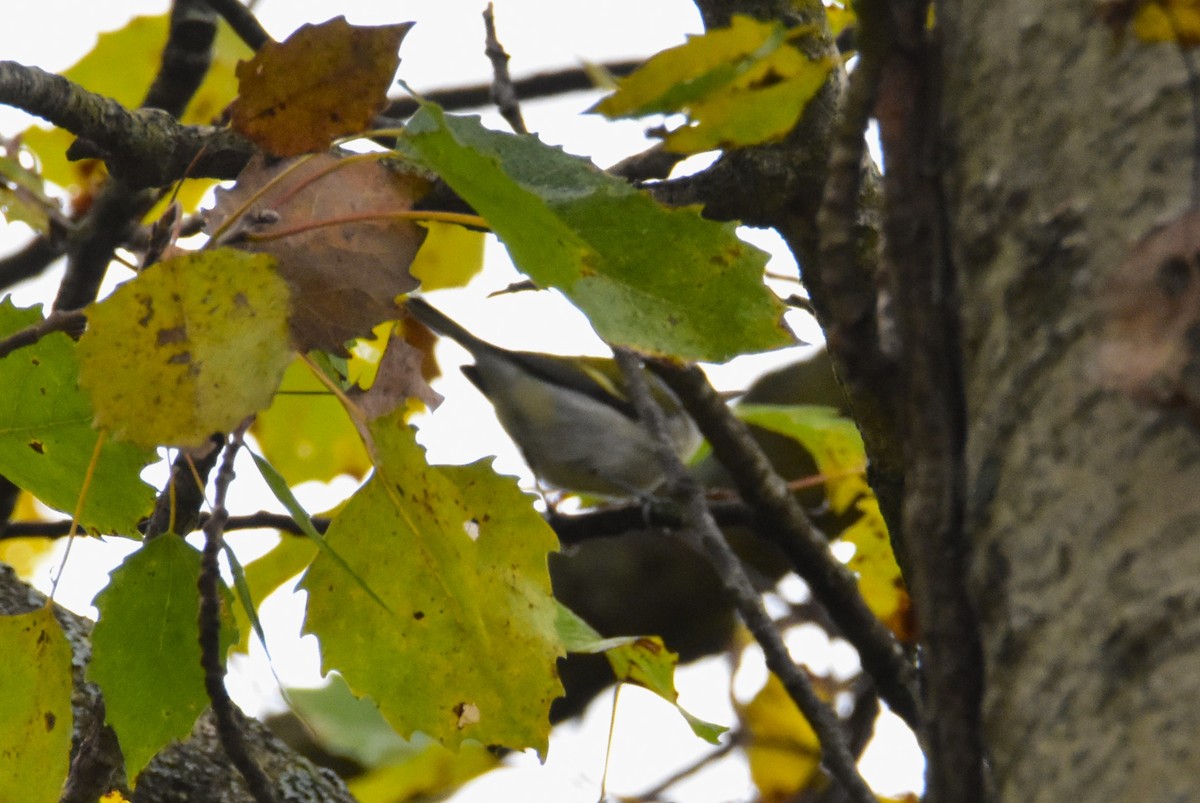 Chestnut-sided Warbler - ML625928665