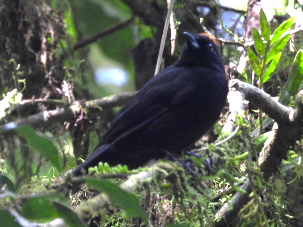 Tawny-crested Tanager - ML625928686