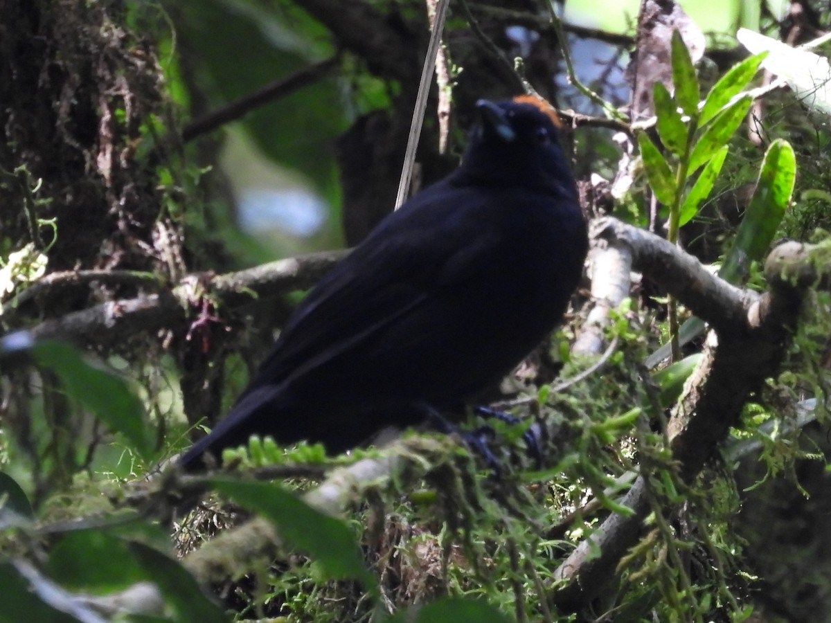 Tawny-crested Tanager - ML625928687