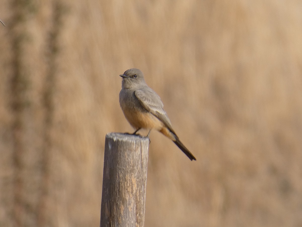 Say's Phoebe - ML625928724