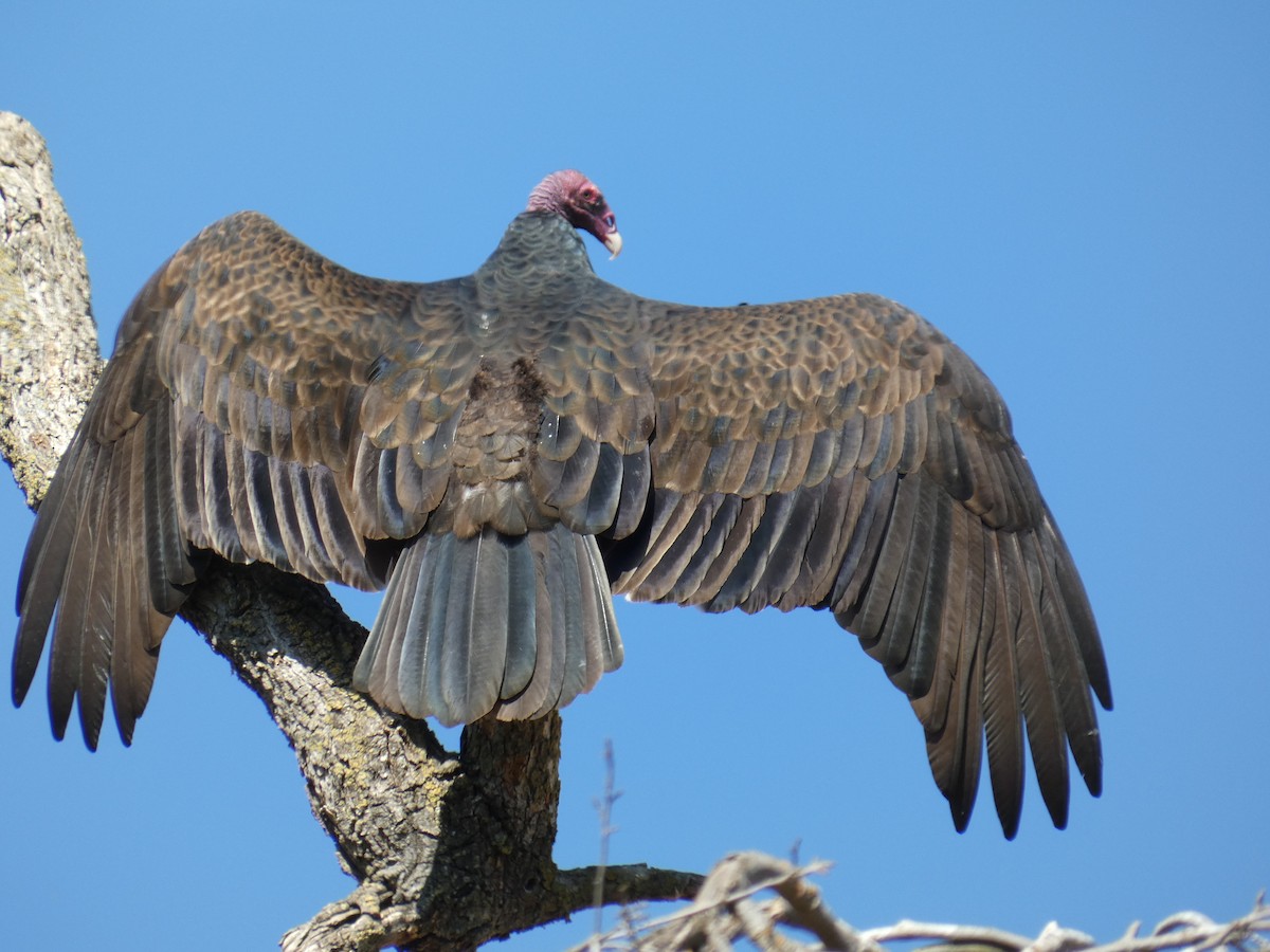 Turkey Vulture - ML625928754