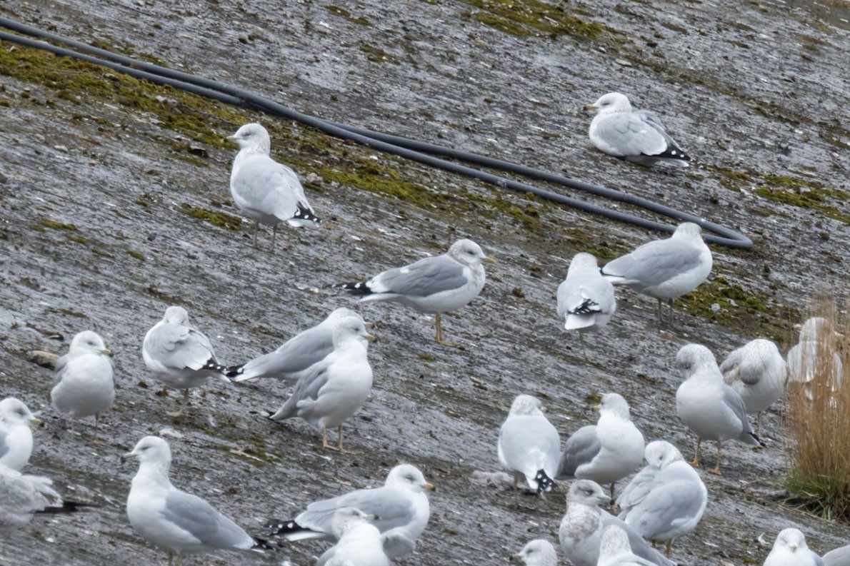 Short-billed Gull - ML625928813