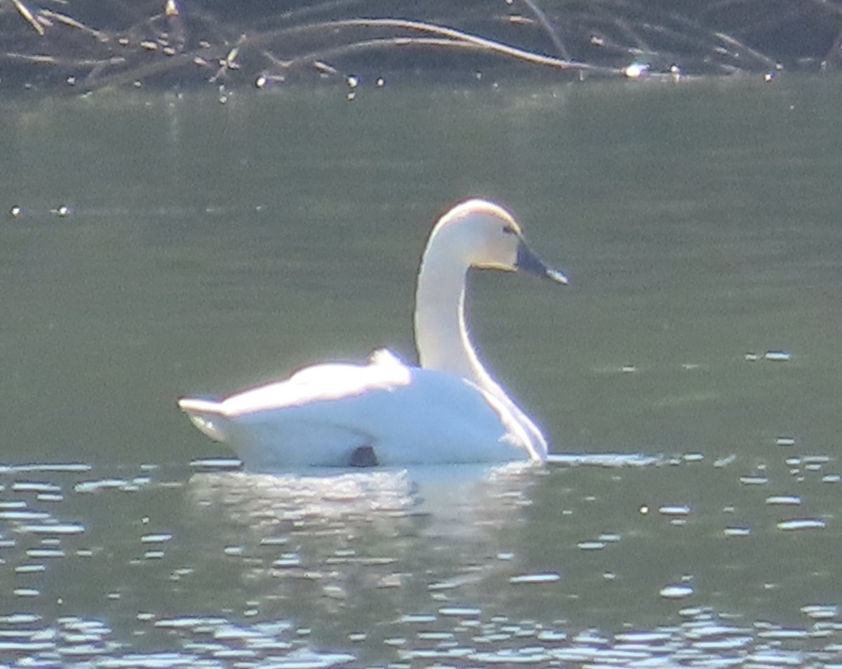 Tundra Swan - ML625928899