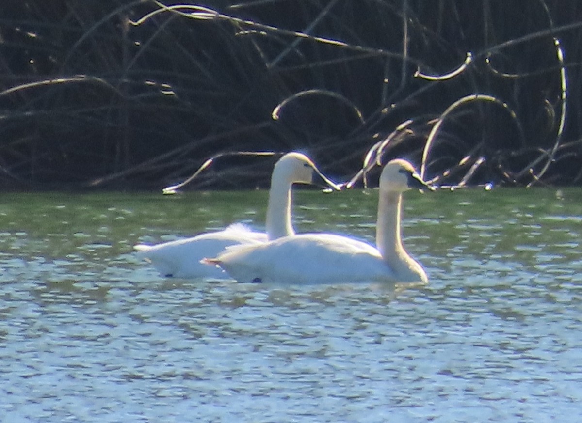 Tundra Swan - ML625928900