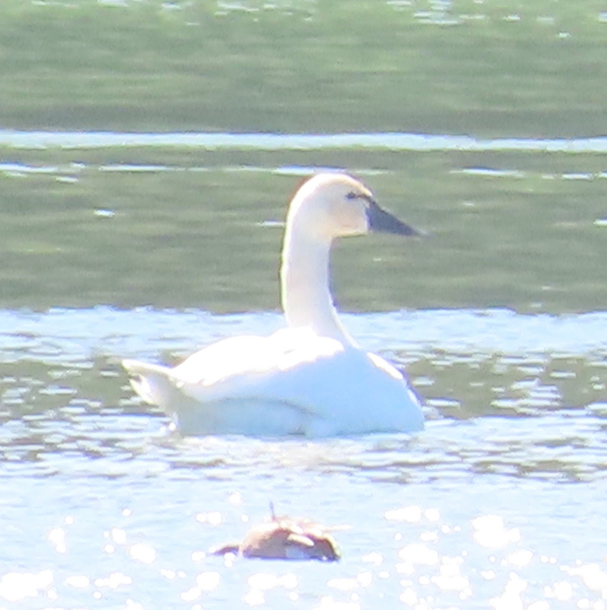 Tundra Swan - ML625928901