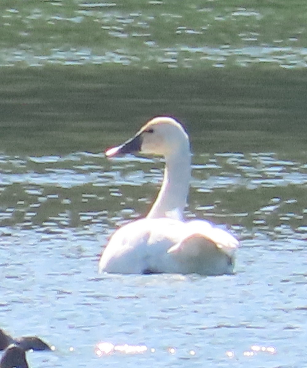 Tundra Swan - ML625928935