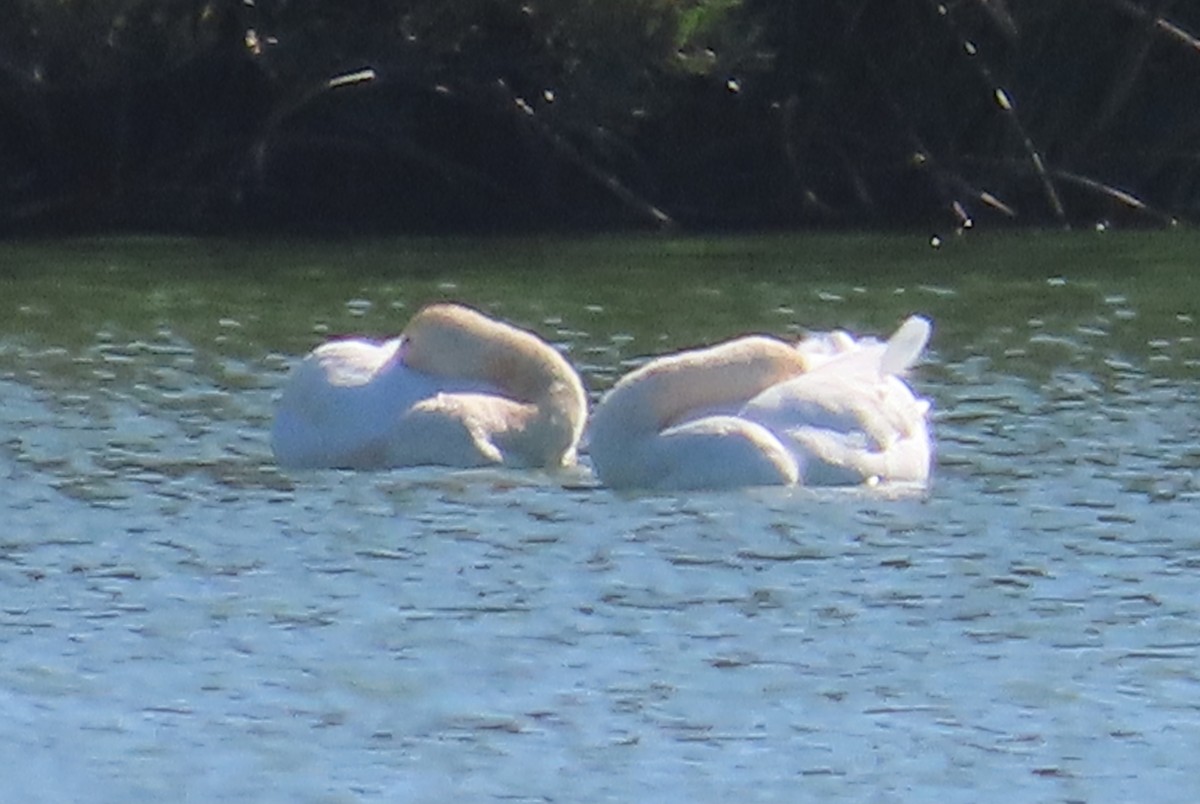 Tundra Swan - ML625928959