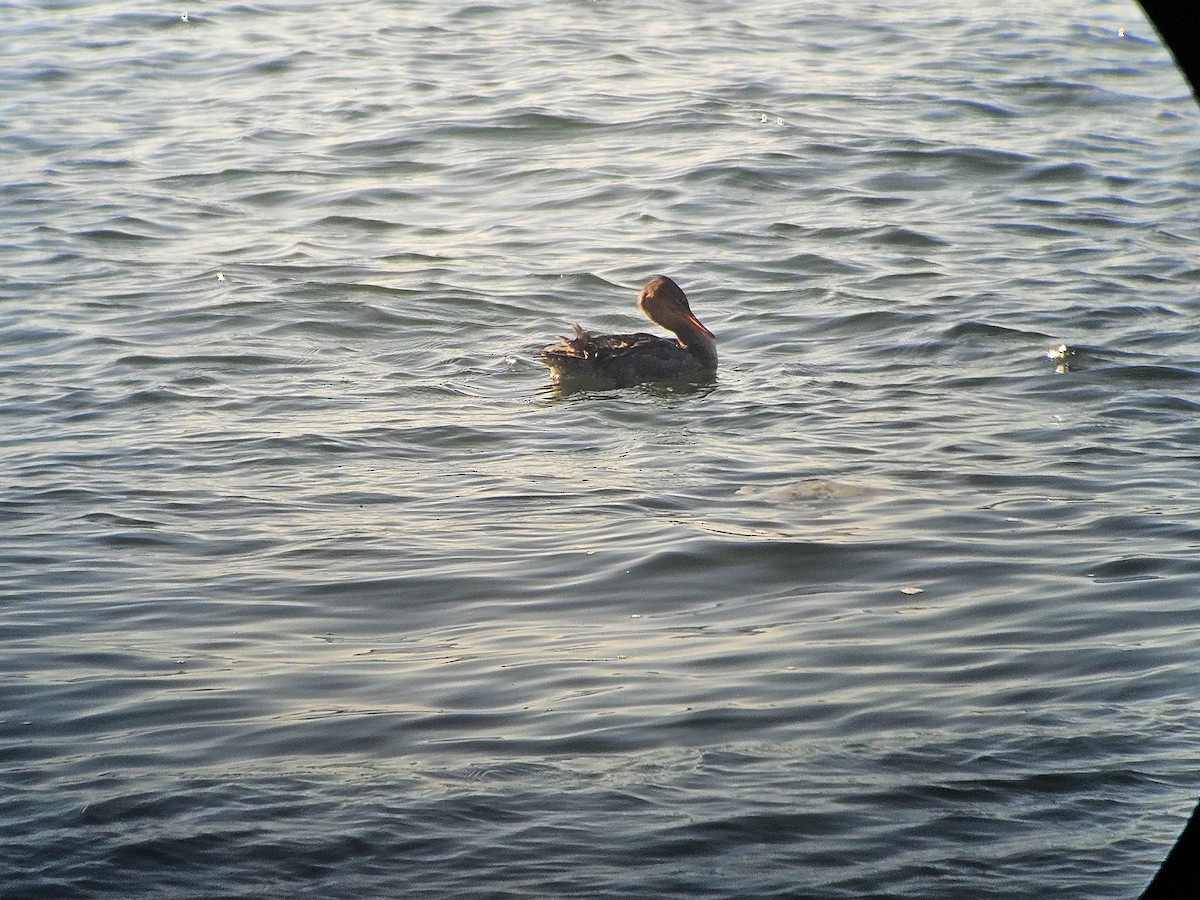 Red-breasted Merganser - ML625928963