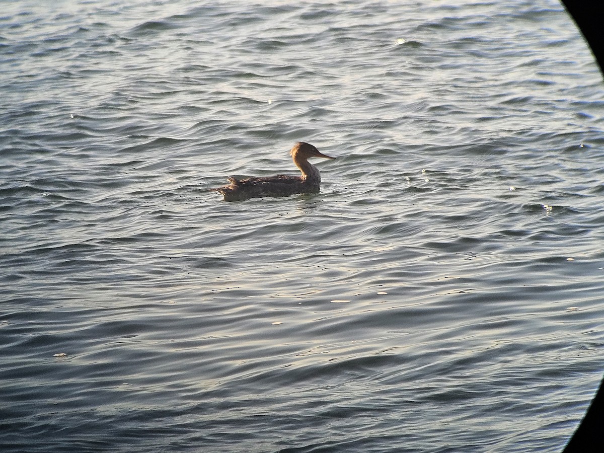 Red-breasted Merganser - ML625928971
