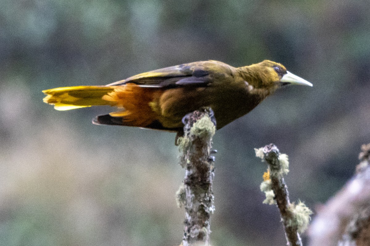 brunoropendola - ML625929425