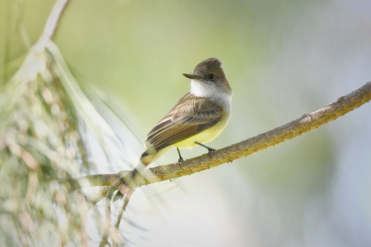 Dusky-capped Flycatcher - ML625929428