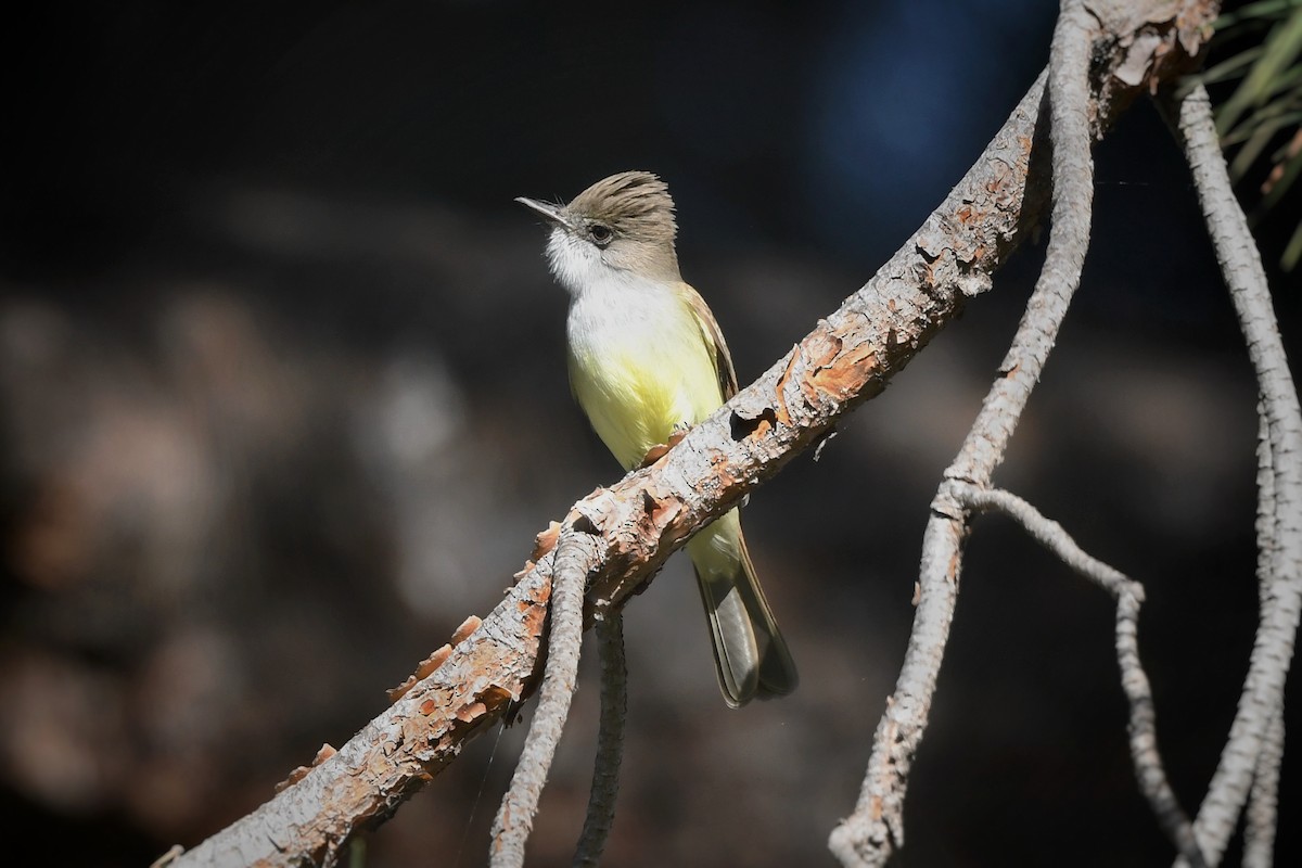 Dusky-capped Flycatcher - ML625929431