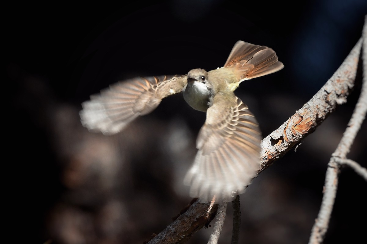 Dusky-capped Flycatcher - ML625929433