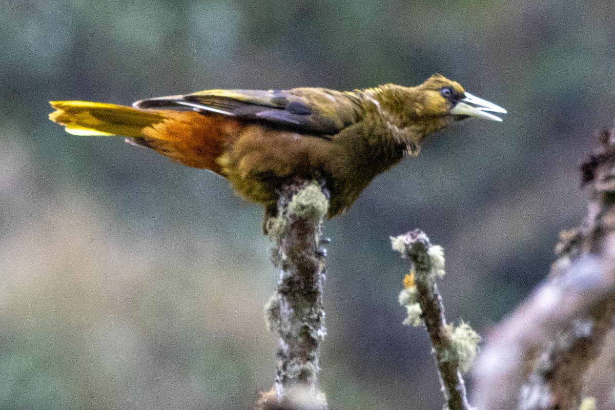 brunoropendola - ML625929435