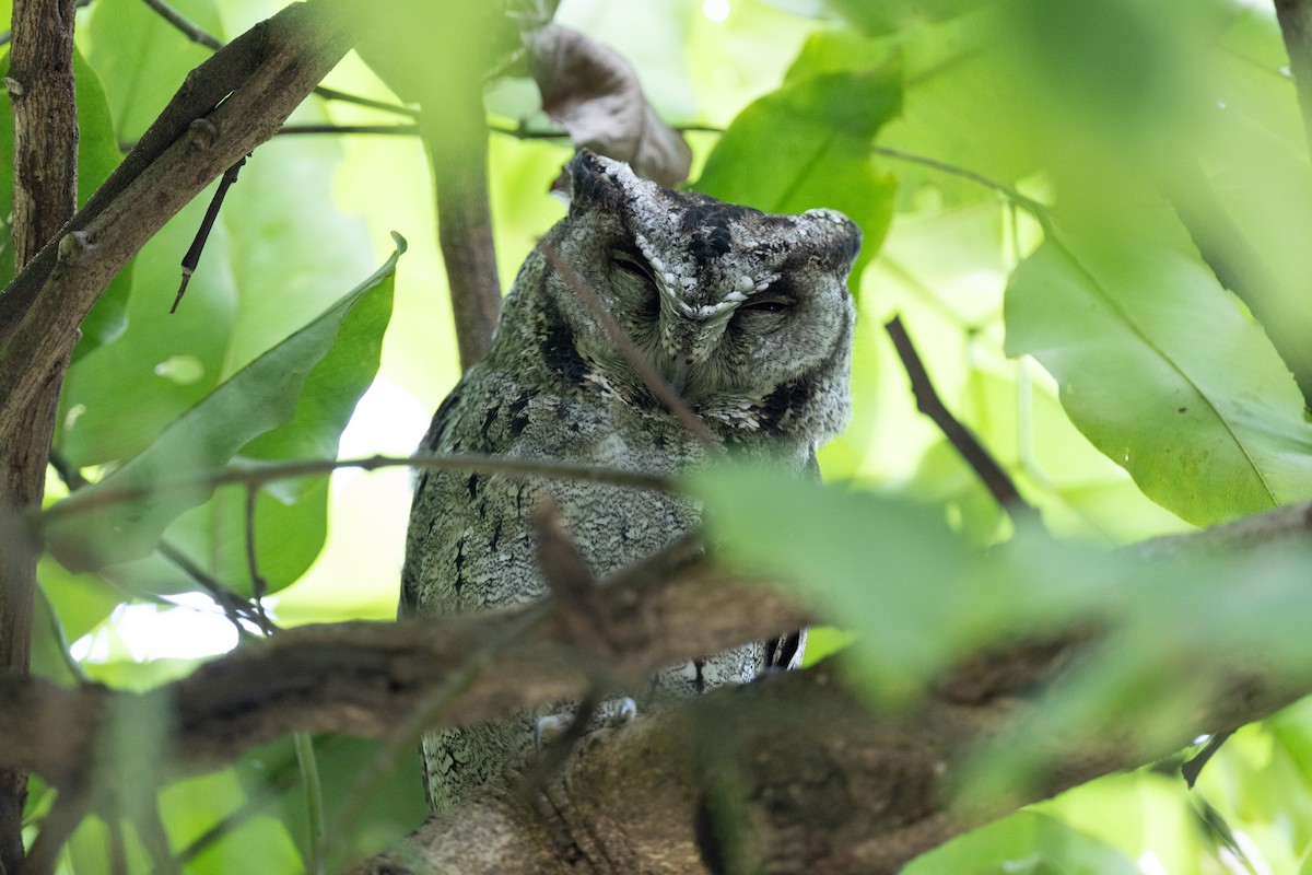 Collared Scops-Owl - ML625929490