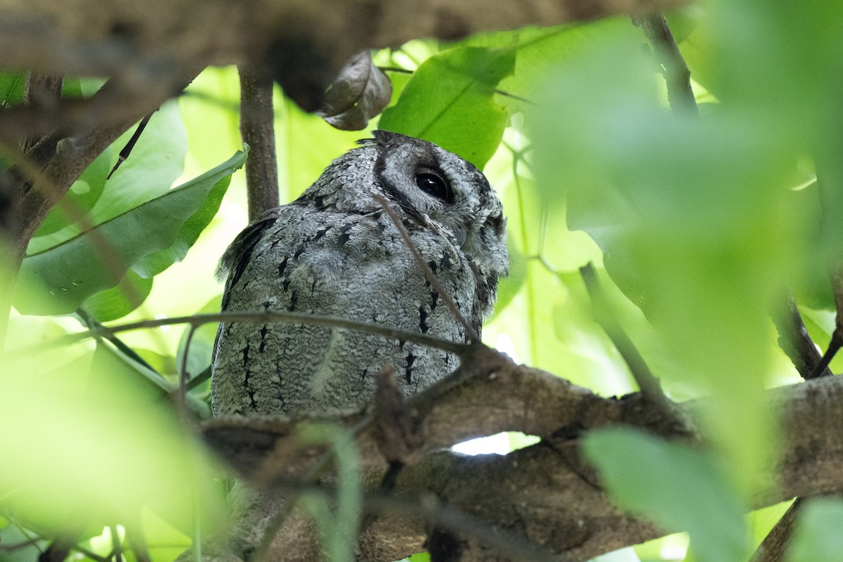 Collared Scops-Owl - ML625929491