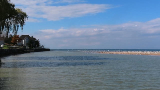 kanadahettemåke - ML625929522