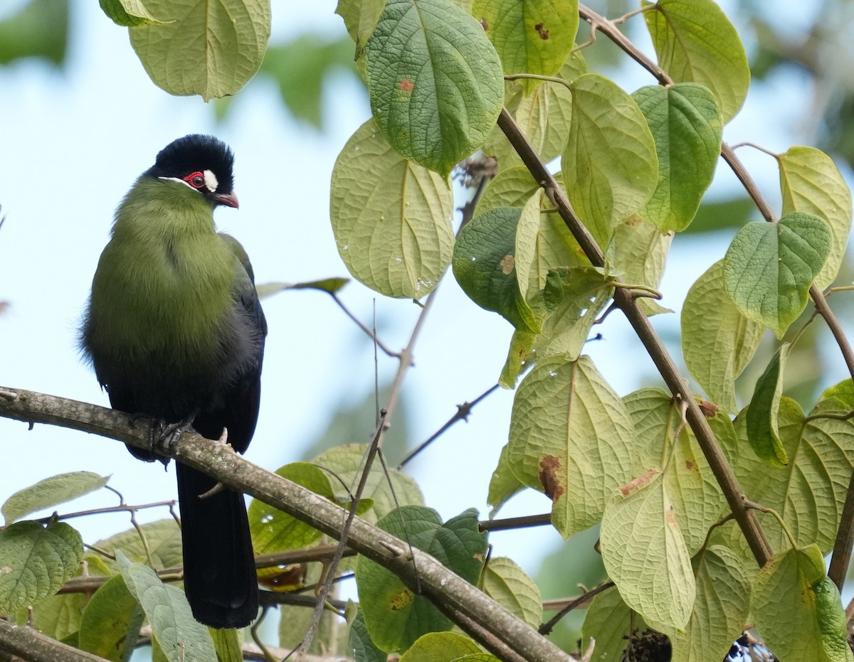 Turaco de Hartlaub - ML625929645