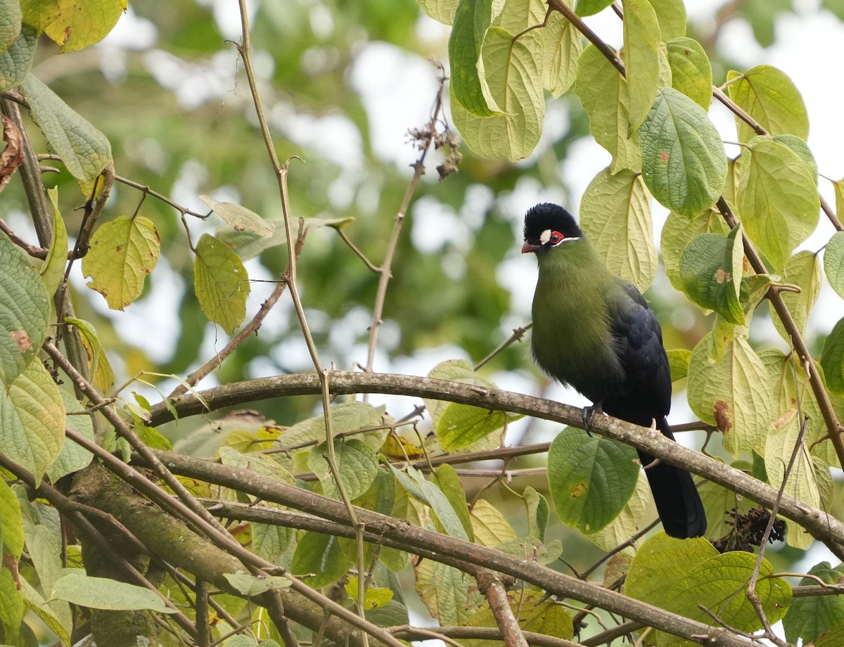 Turaco de Hartlaub - ML625929682