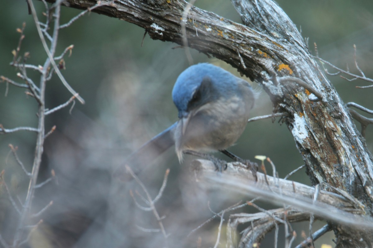 Woodhouse's Scrub-Jay - ML625929792