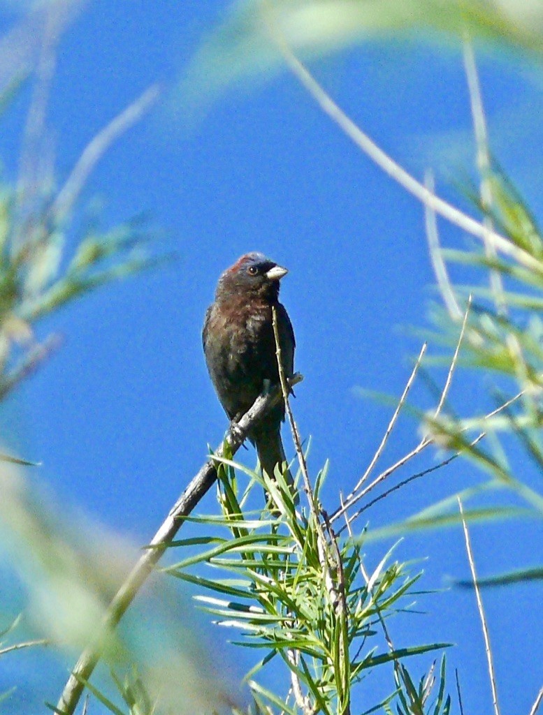 Varied Bunting - ML625929801