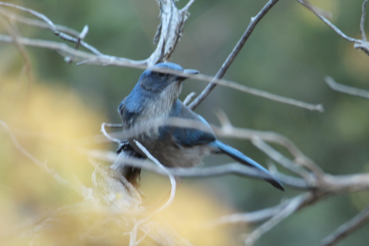 Woodhouse's Scrub-Jay - ML625929826