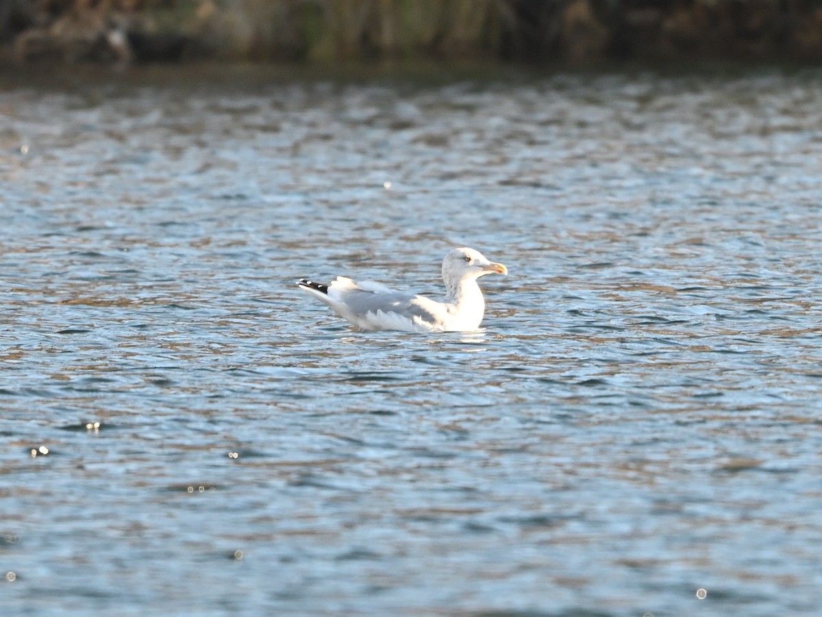 American Herring Gull - ML625929890