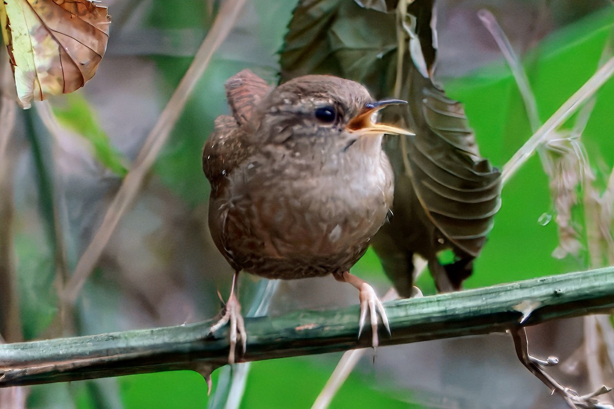 Winter Wren - ML625929891