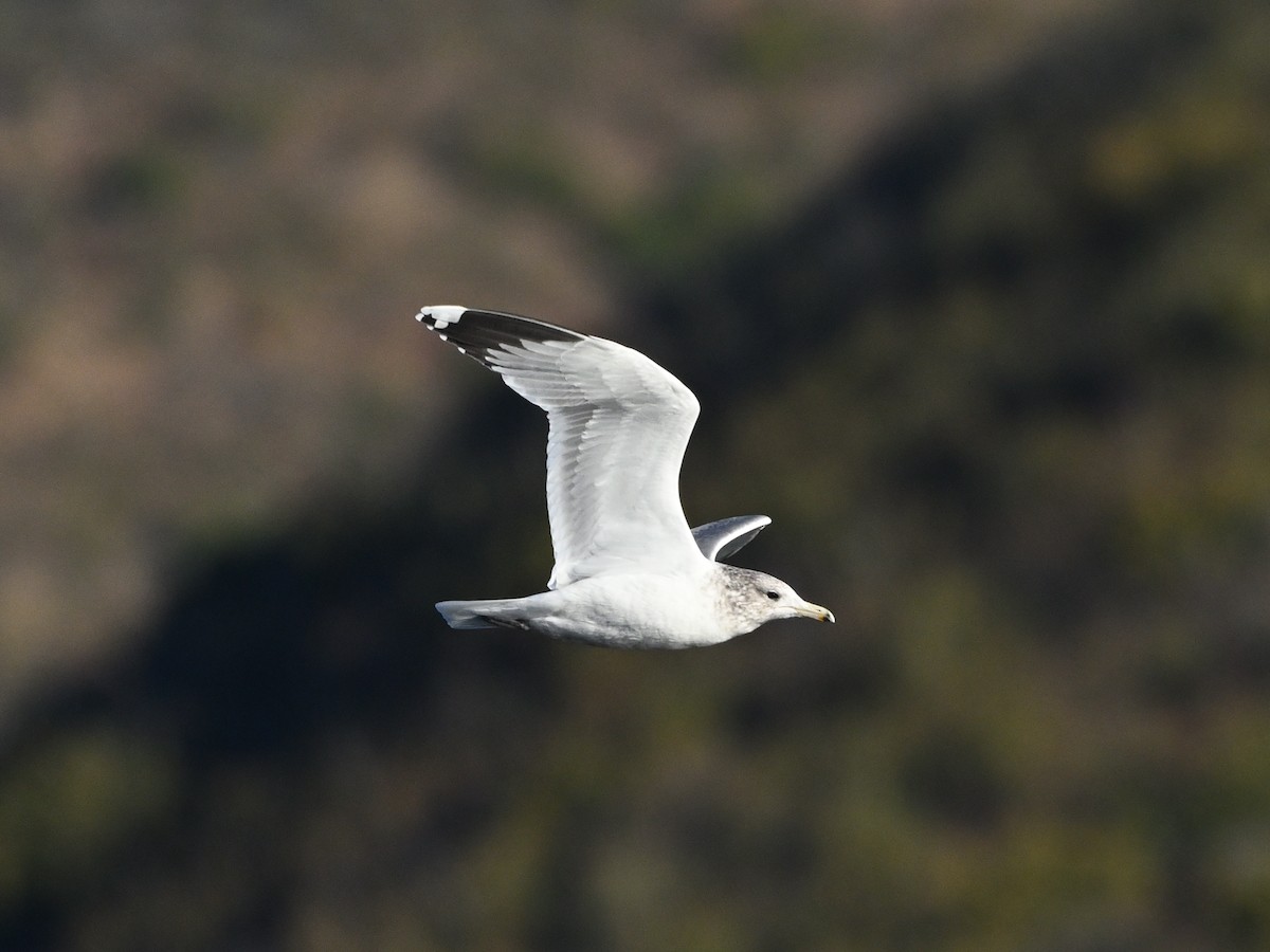 California Gull - ML625929897