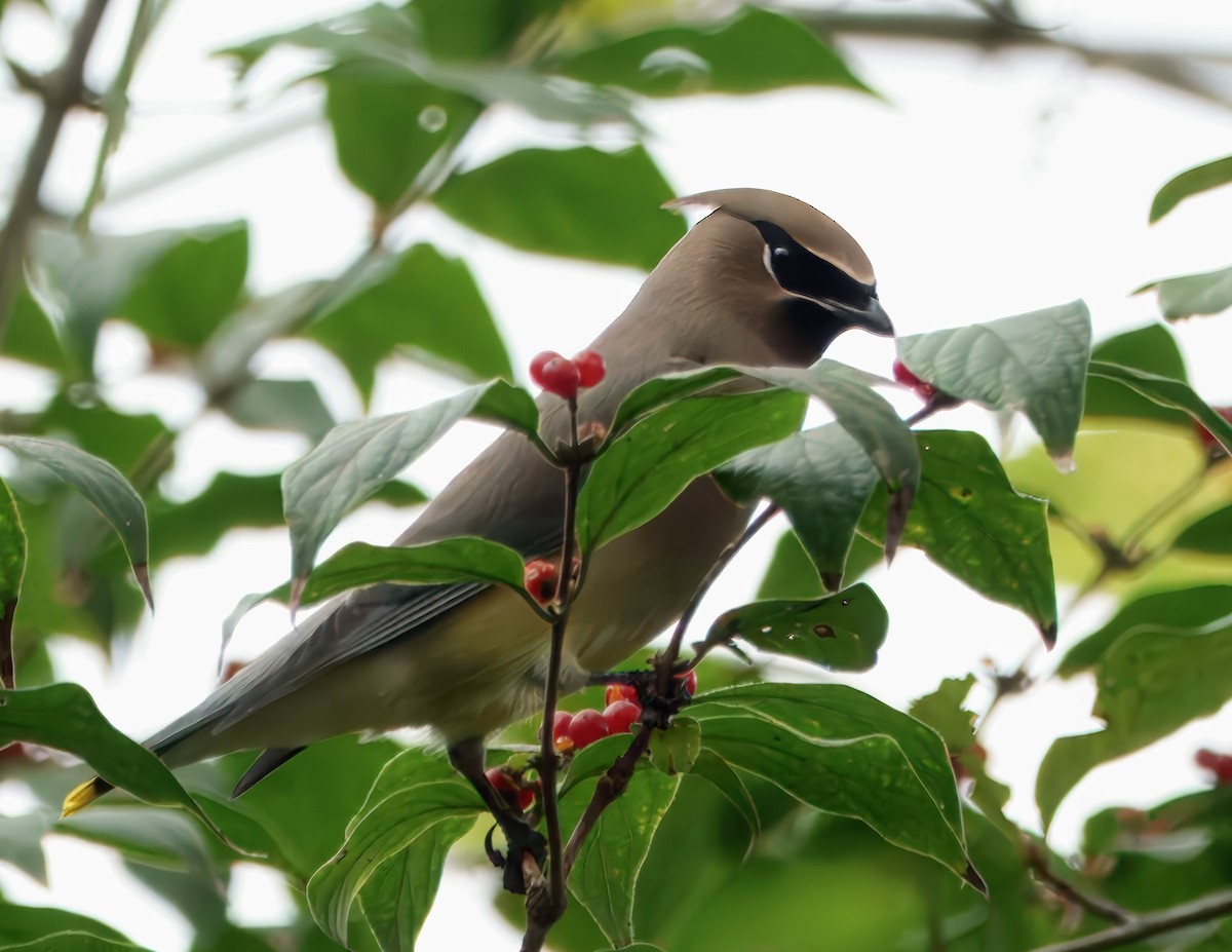 Cedar Waxwing - ML625929898