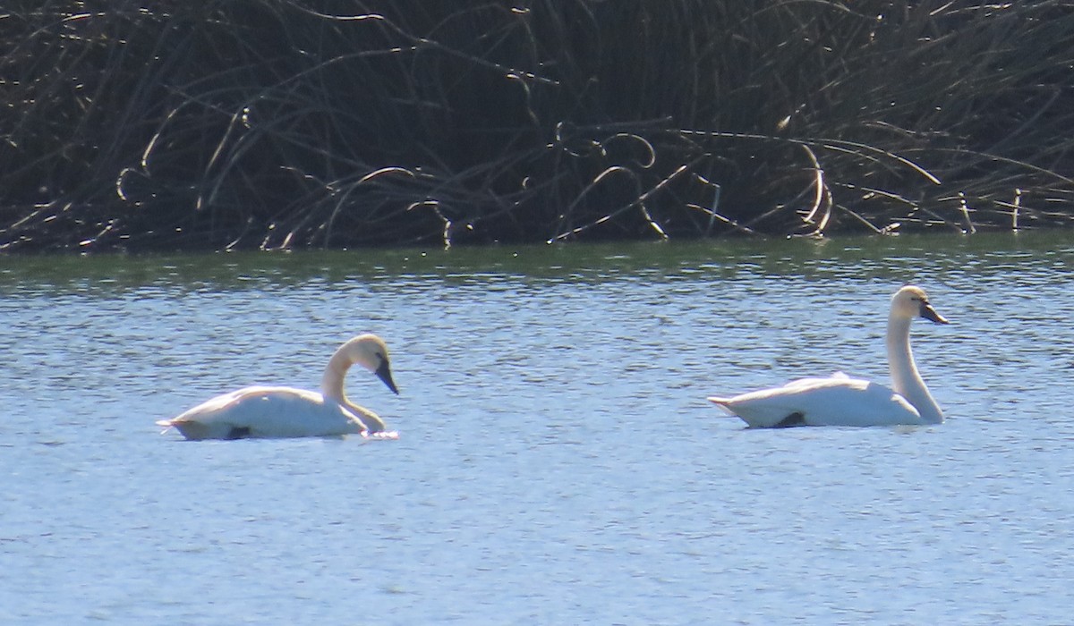 Tundra Swan - ML625929987