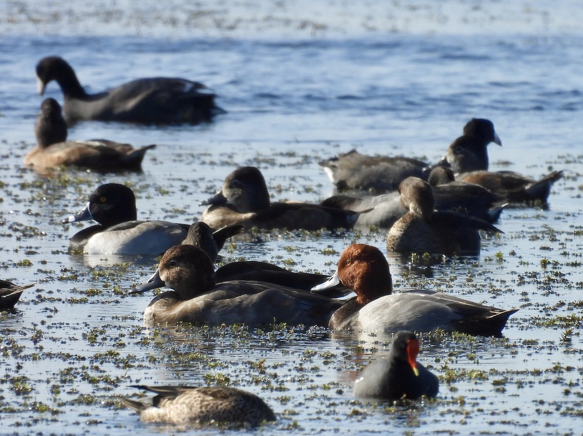 Redhead - Kathy Rigling