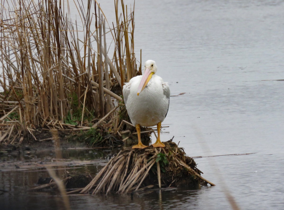 American White Pelican - ML625930234