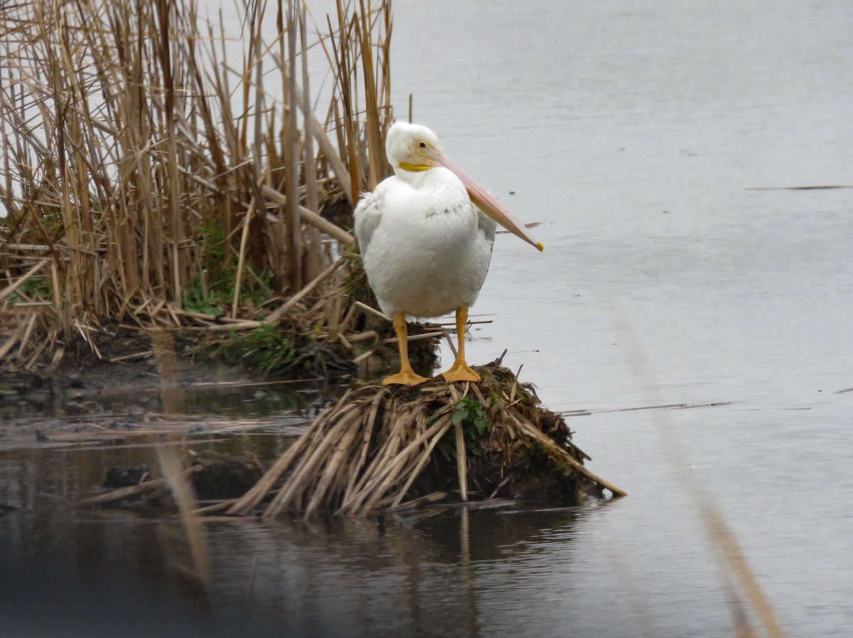 American White Pelican - ML625930235