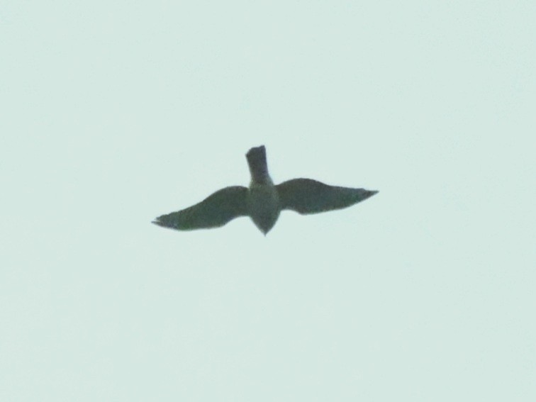 Cooper's Hawk/American Goshawk - ML625930289