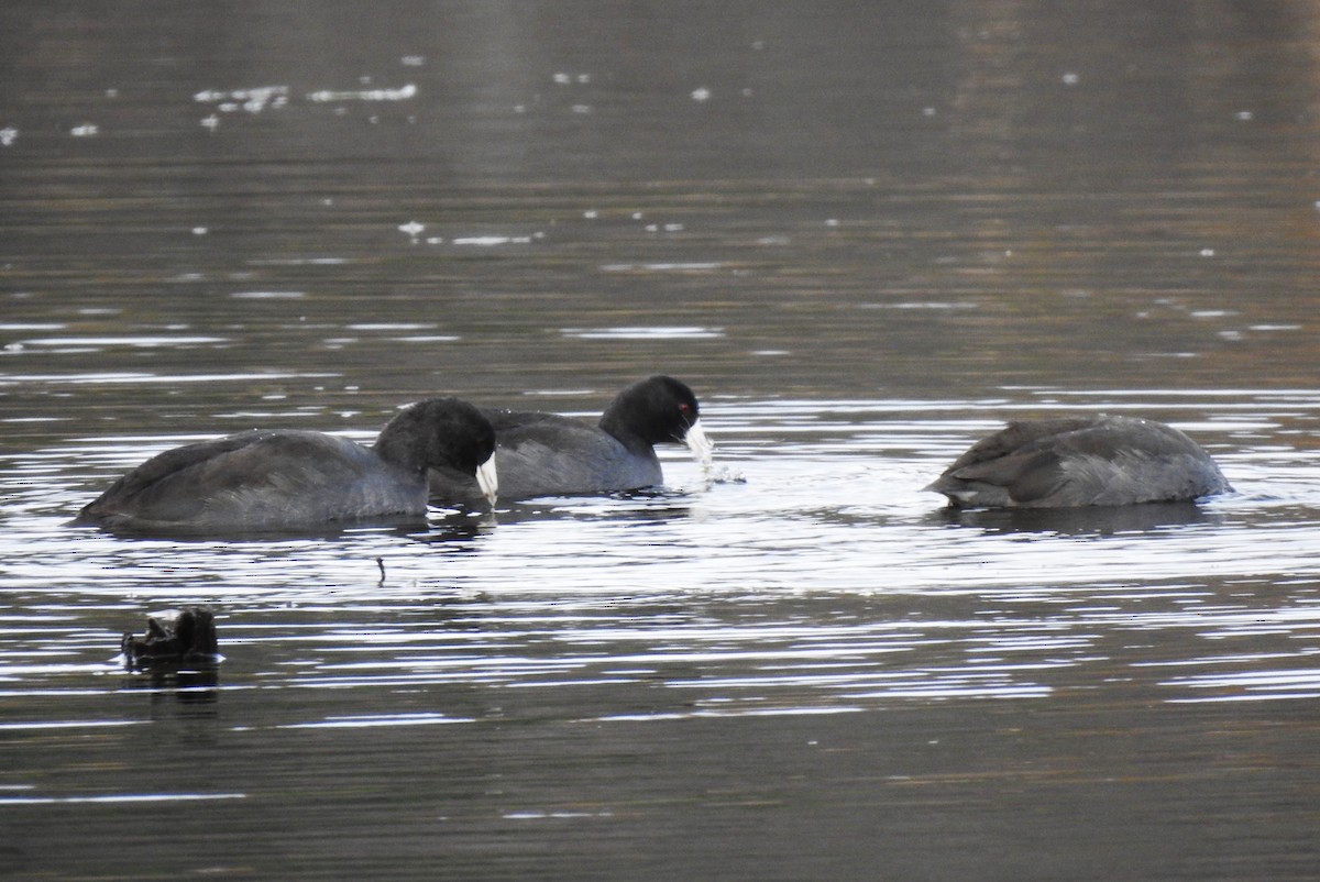 American Coot - ML625930315