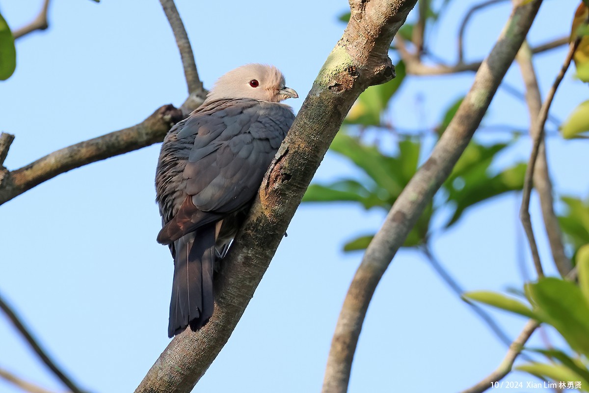 Gray Imperial-Pigeon - ML625930444