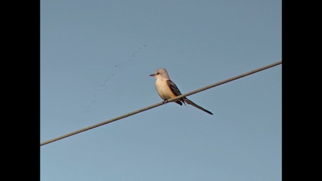 Scissor-tailed Flycatcher - ML625930511
