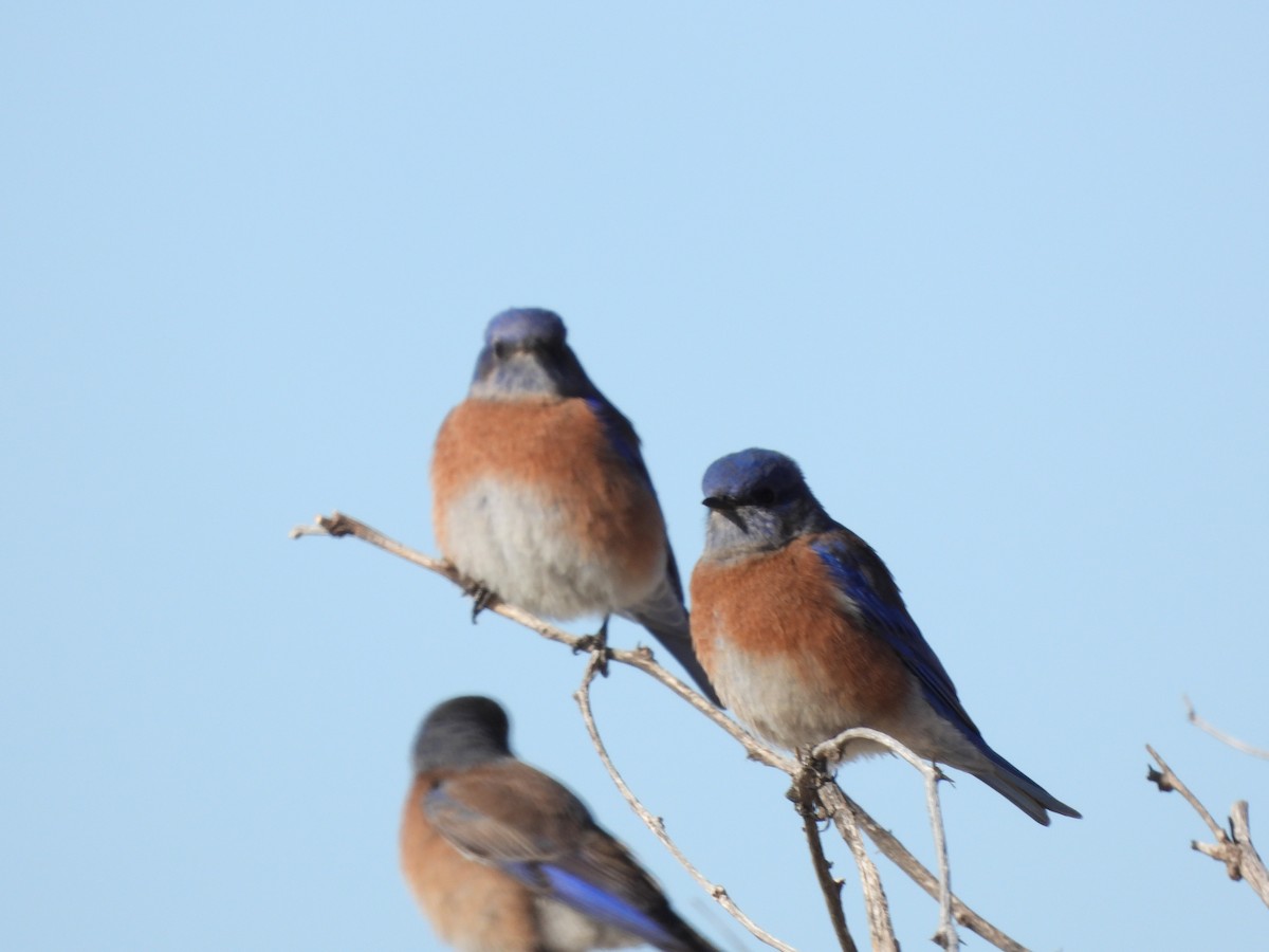 Western Bluebird - ML625930570