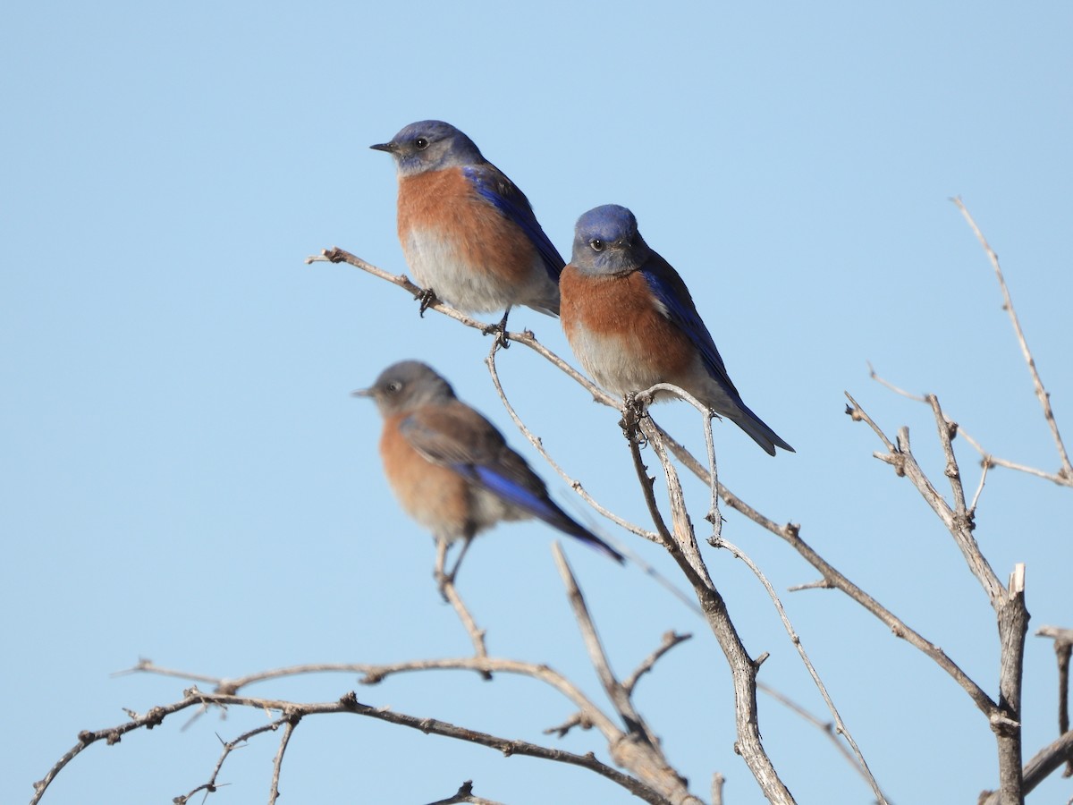 Western Bluebird - ML625930571