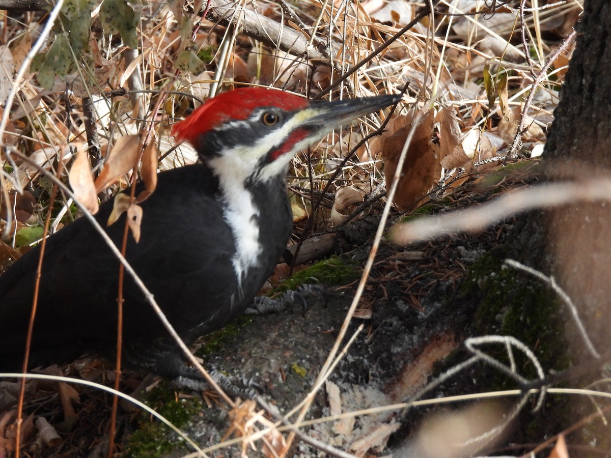 Pileated Woodpecker - ML625930688