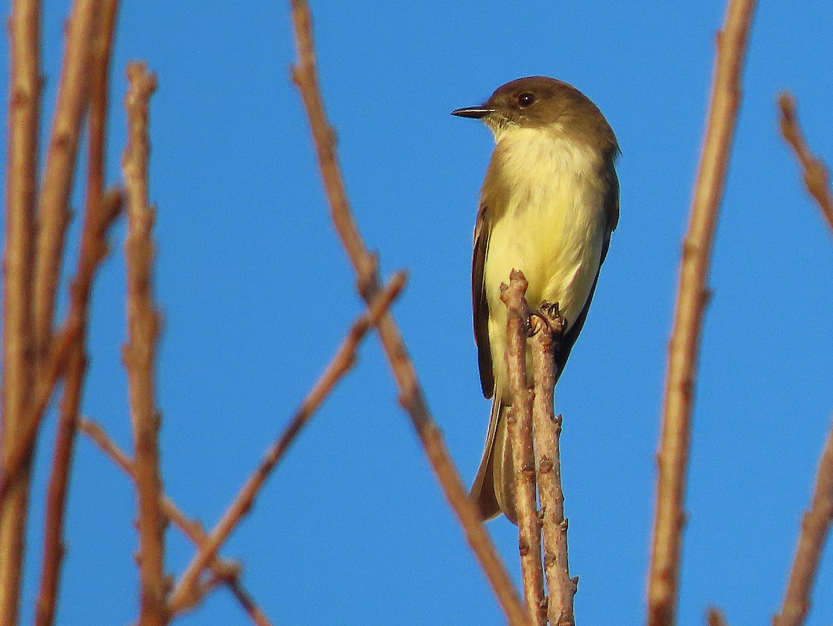 Eastern Phoebe - ML625930690
