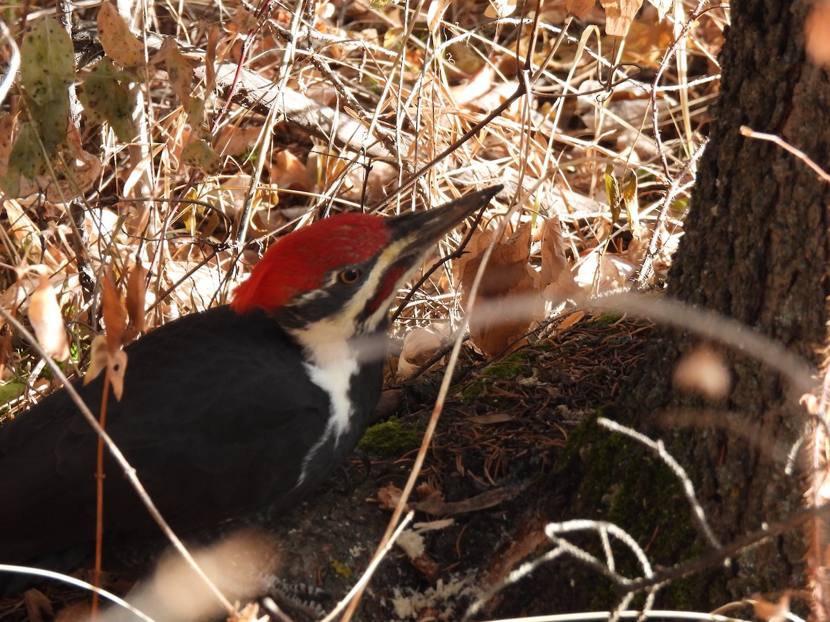 Pileated Woodpecker - ML625930698