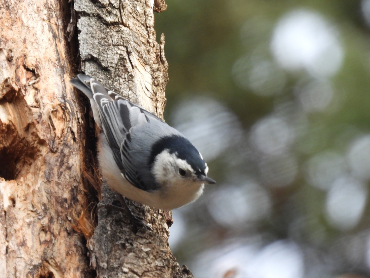 White-breasted Nuthatch - ML625930706