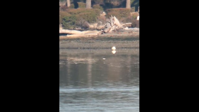 Guillemot à cou blanc - ML625930739