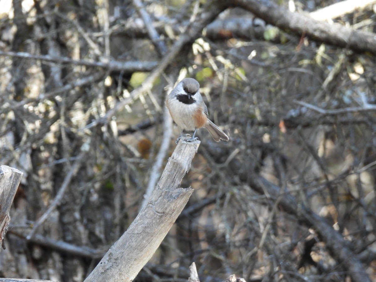 Boreal Chickadee - ML625930740