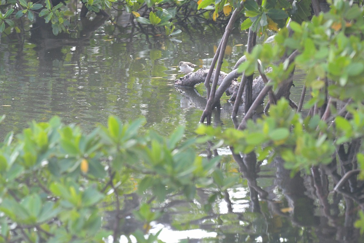 Spotted Sandpiper - ML625930863